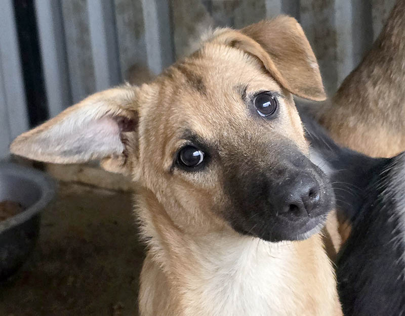 adoptie pup roemenië