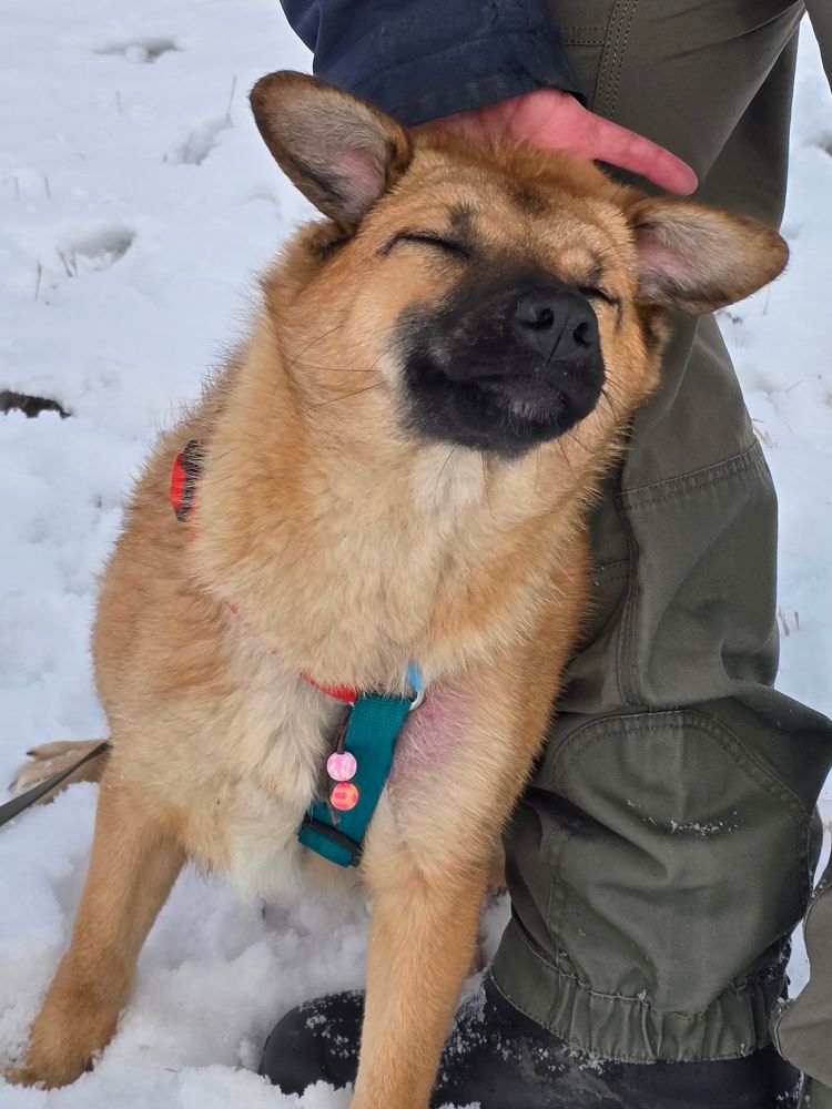 adoptie pup roemenië