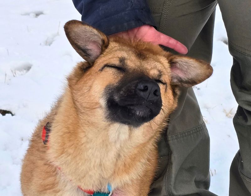 hond adopteren asiel