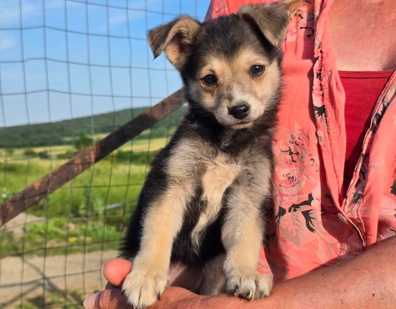 puppie adopteren