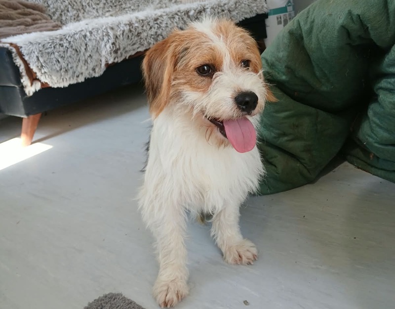 volwassen hond adopteren