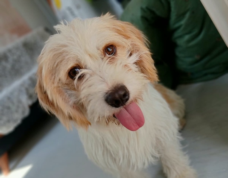 volwassen hond adopteren