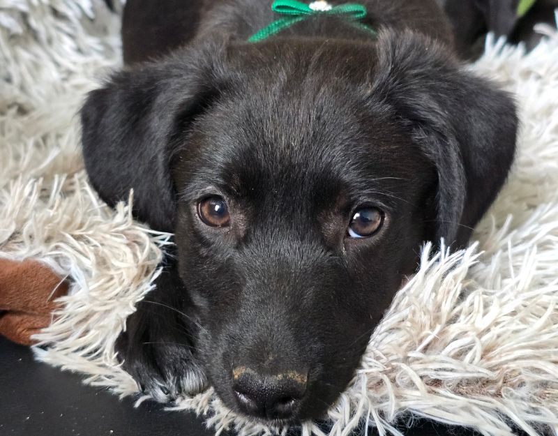 asiel puppy adopteren