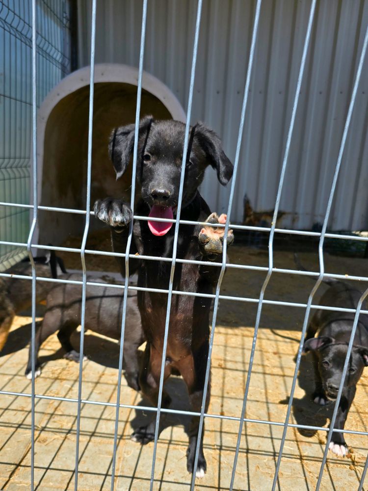 asiel puppy adopteren