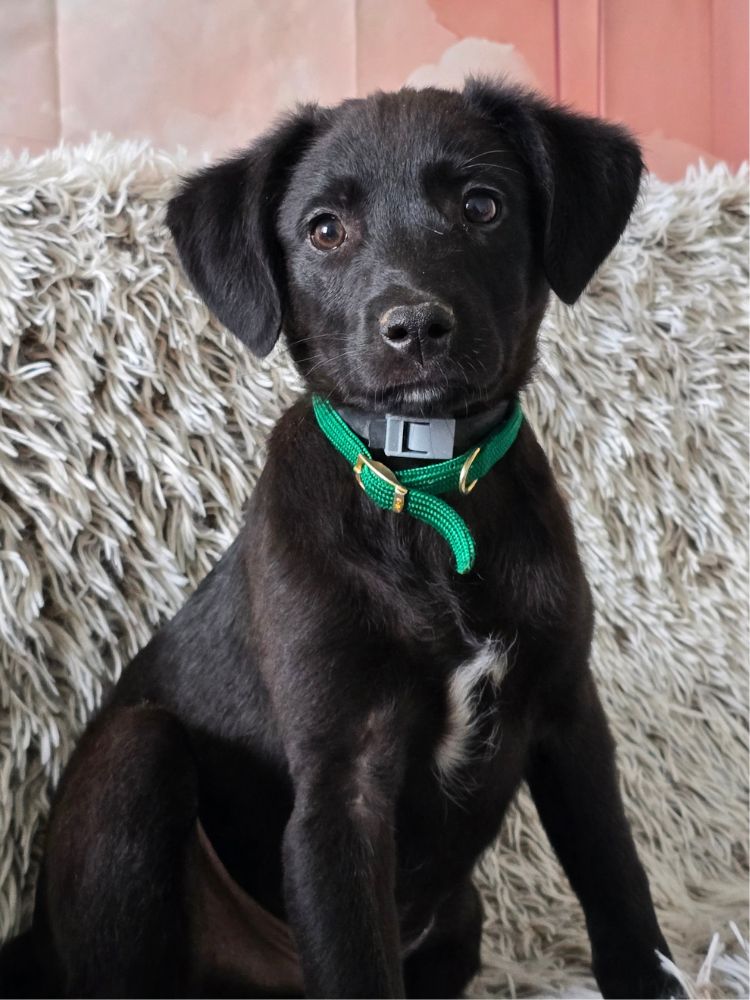 puppy adopteren