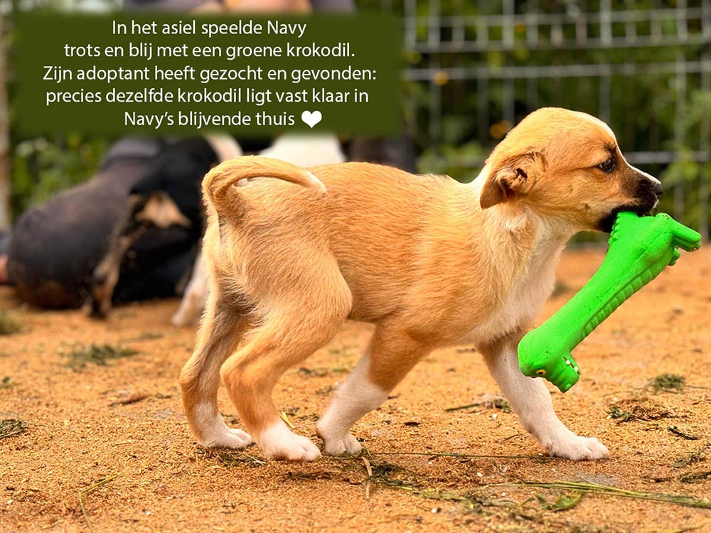 navy geadopteerd