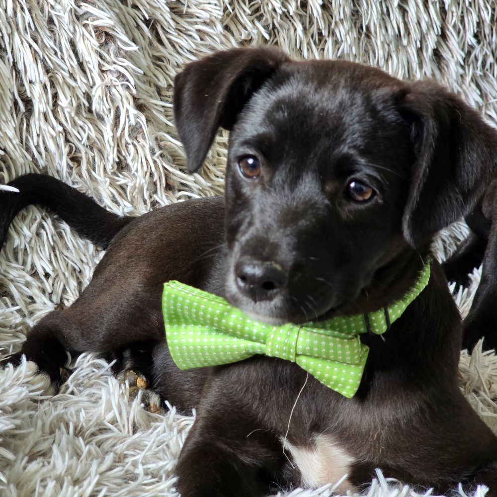asiel puppy adopteren