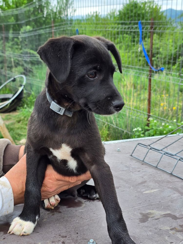 pups asiel adopteren