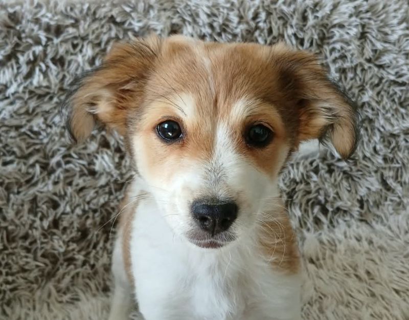 jonge pup adopteren