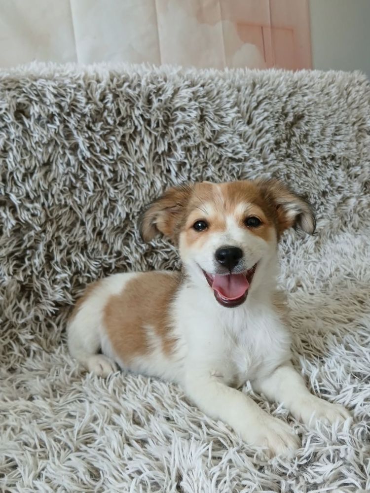asiel puppy adopteren
