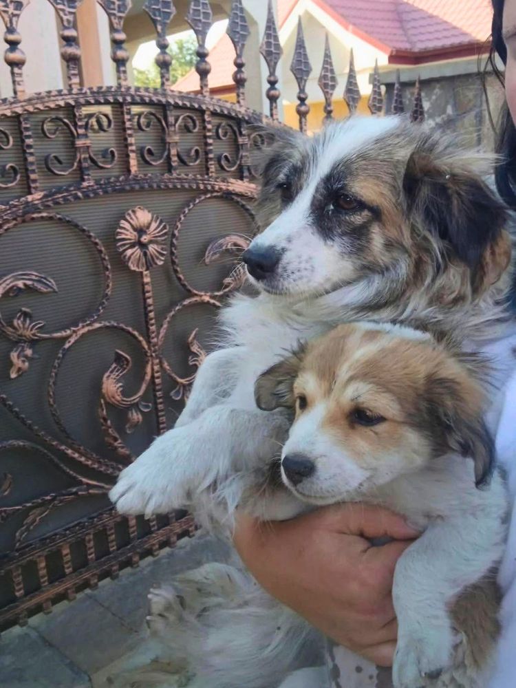puppy adopteren