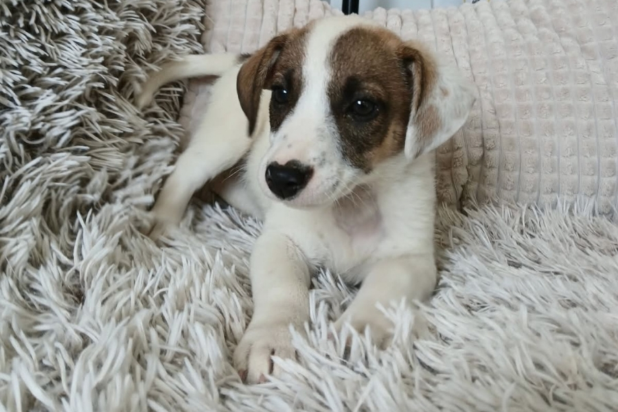 asiel puppy adopteren