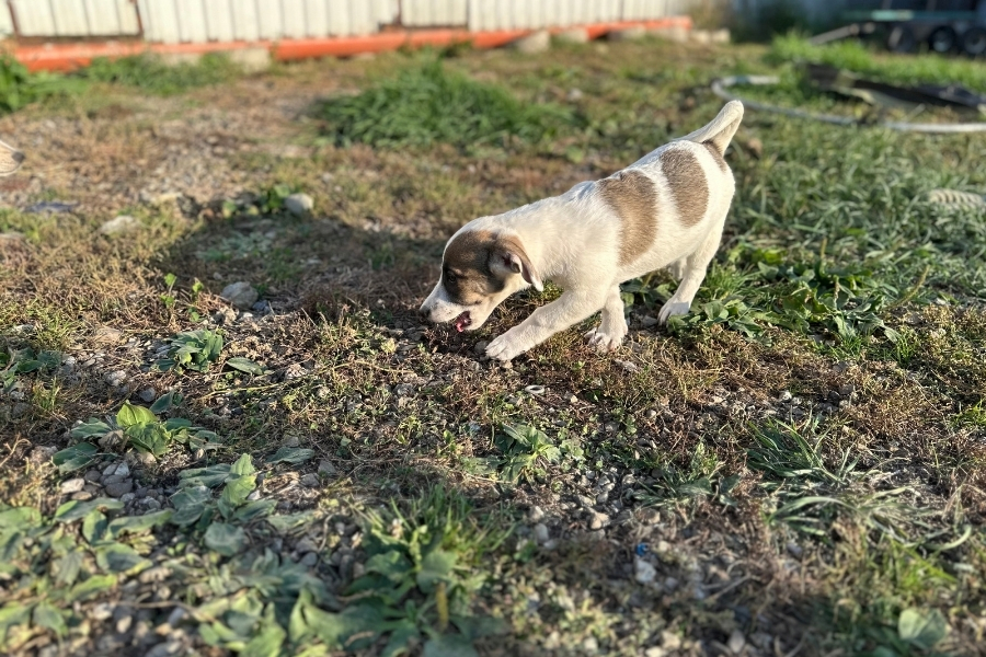 puppy adopteren
