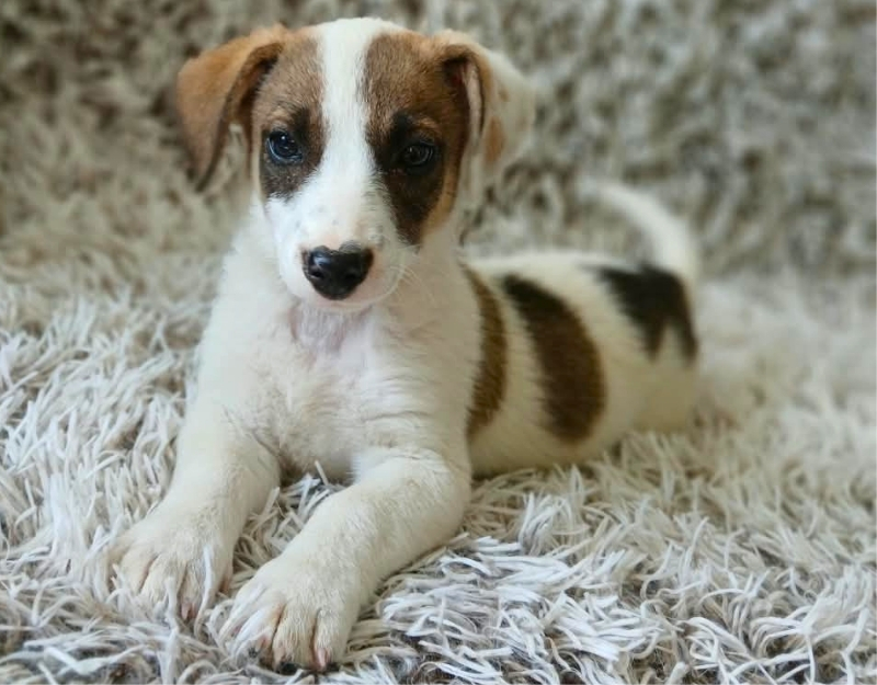 jonge pup adopteren