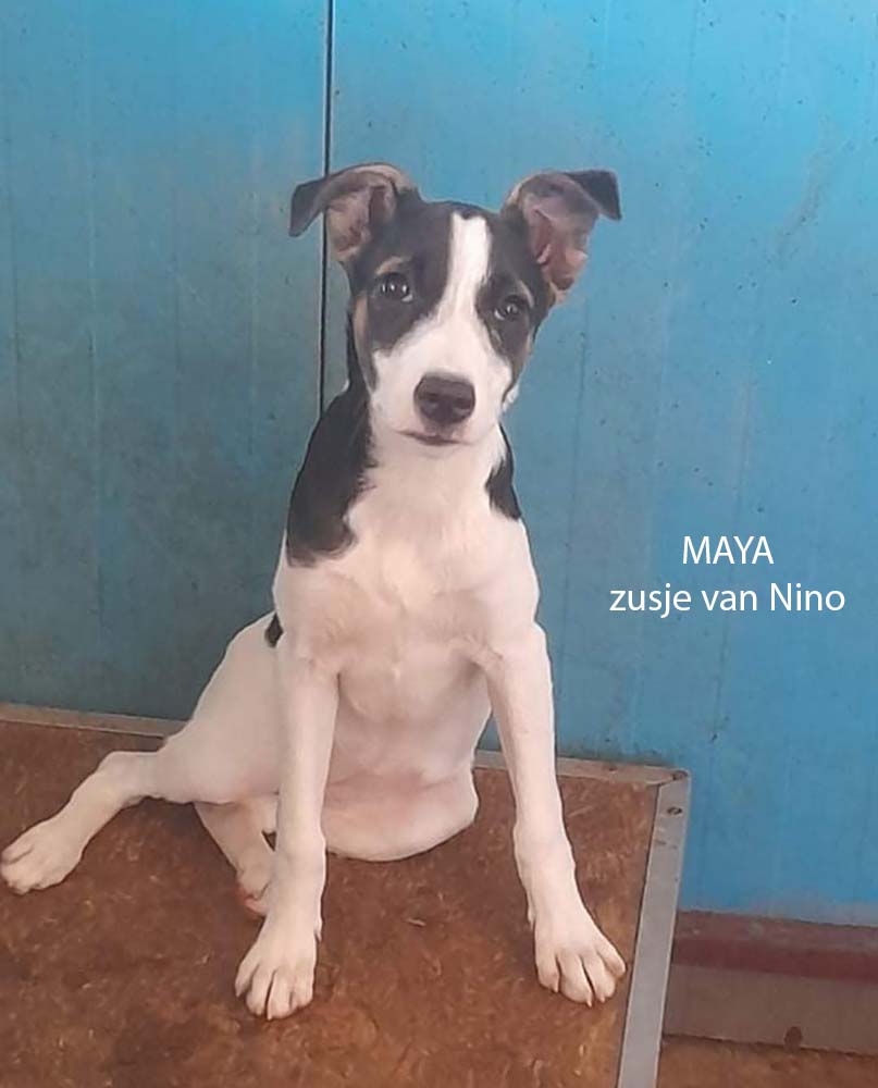 pup adopteren Maya