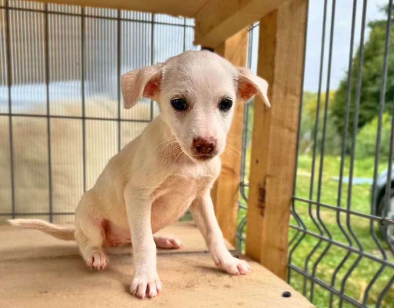 jonge pup adopteren