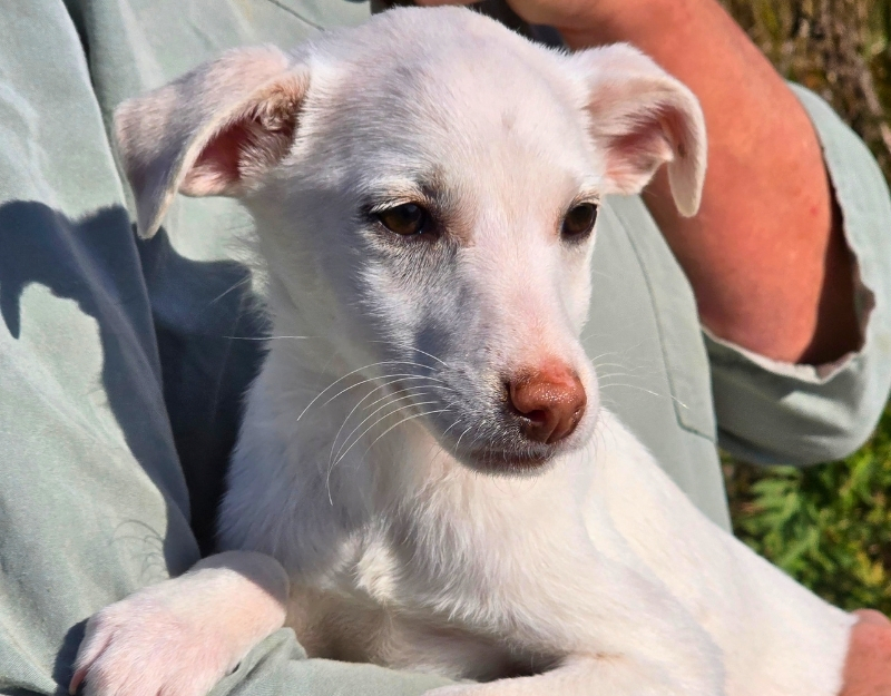 jonge pup adopteren