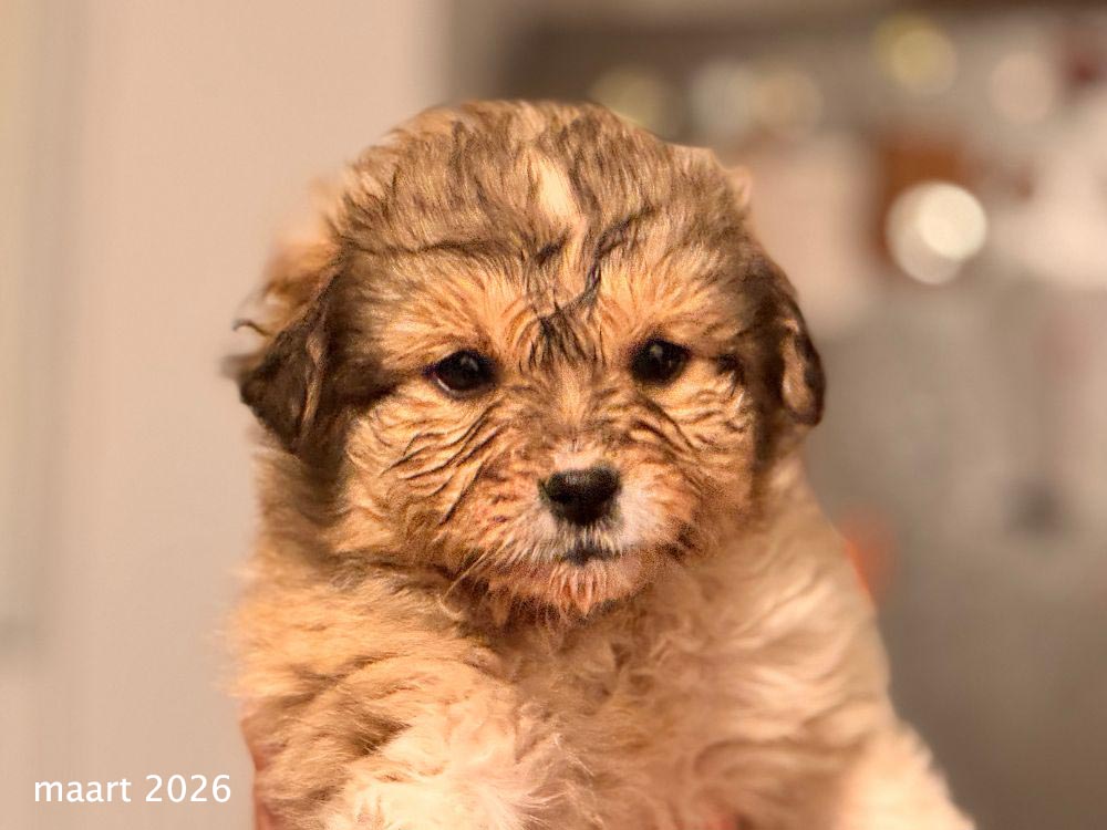 asiel puppy