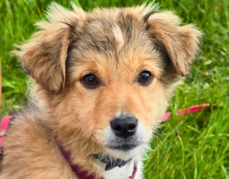 lieve pup adopteren