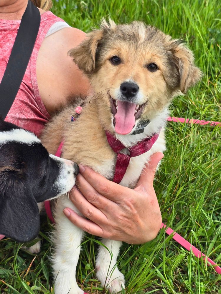 puppy adopteren