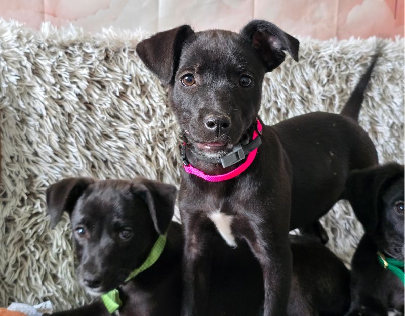 buitenlandse hond adopteren