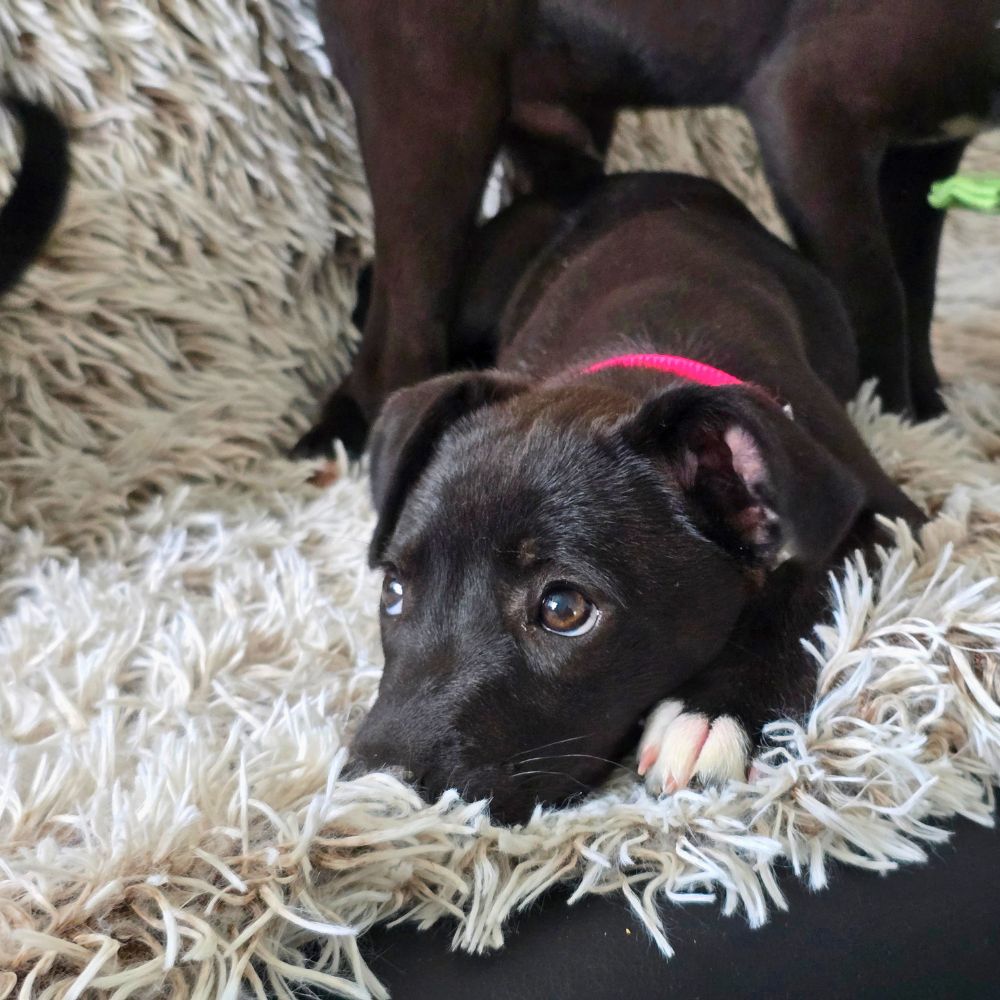 buitenlandse hond adopteren