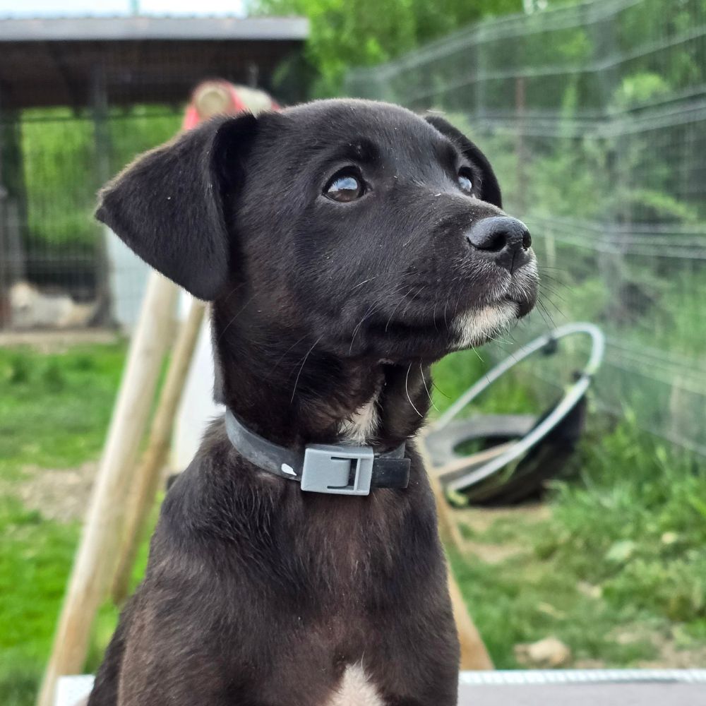 puppy adopteren
