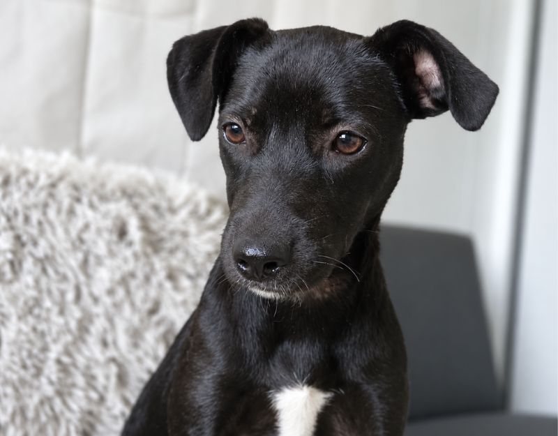 buitenlandse hond adopteren