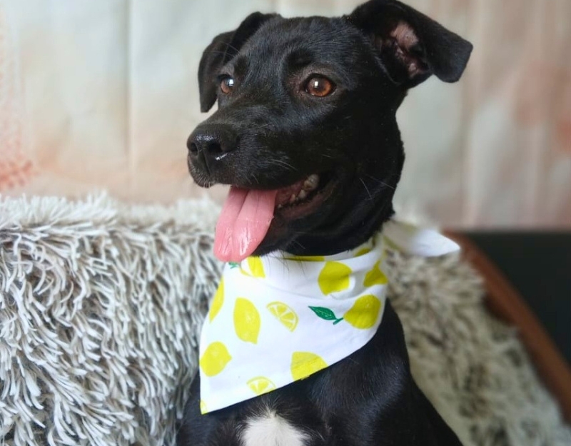 buitenlandse hond adopteren