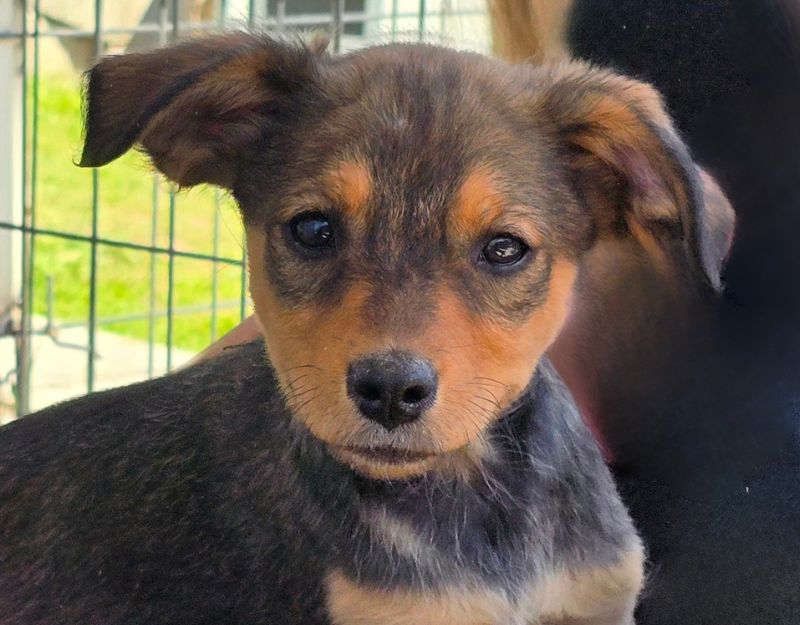 jonge pup adopteren