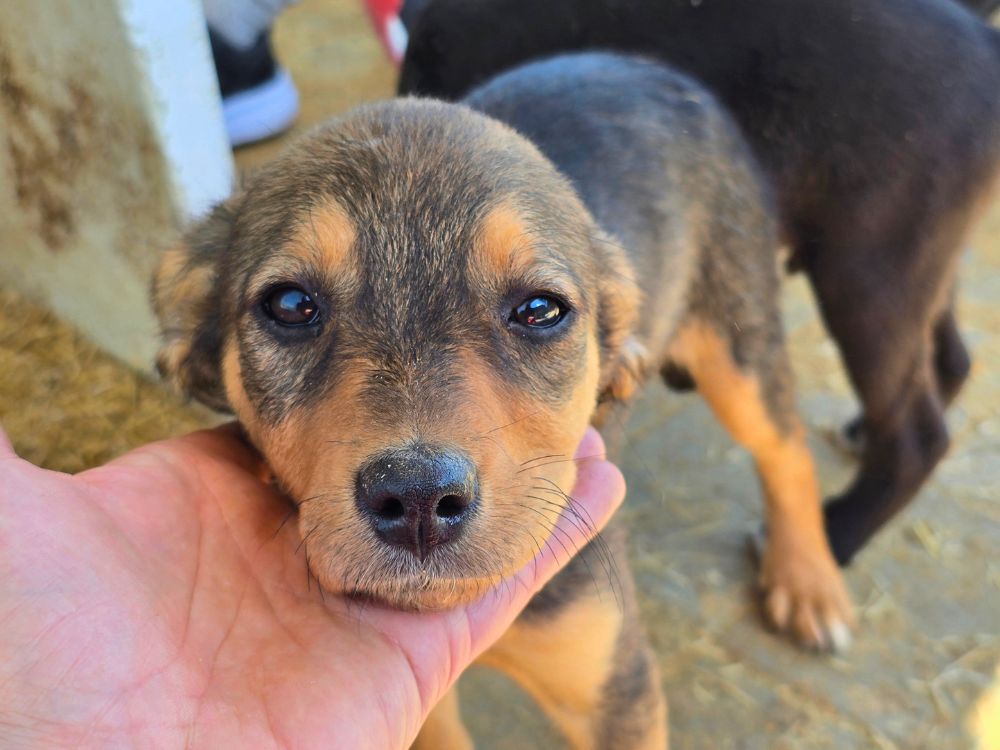 puppy adopteren