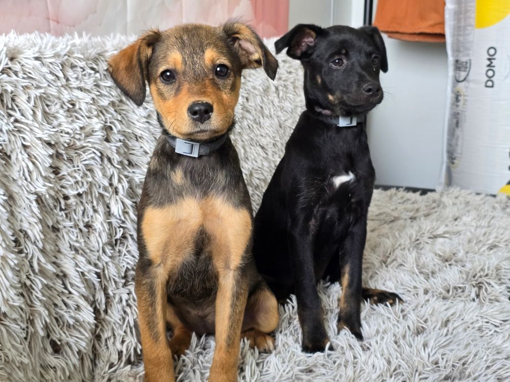 asiel puppy adopteren