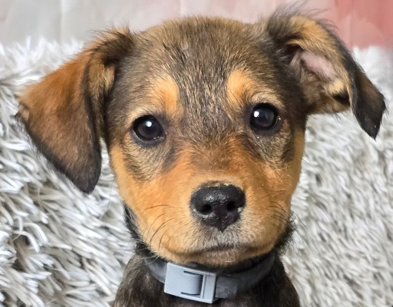 jonge pup adopteren