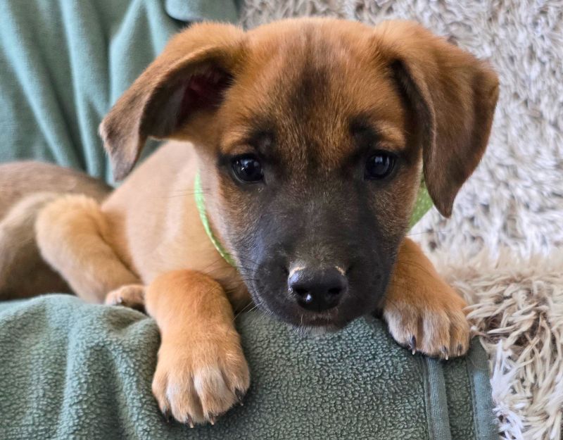 jonge pup adopteren
