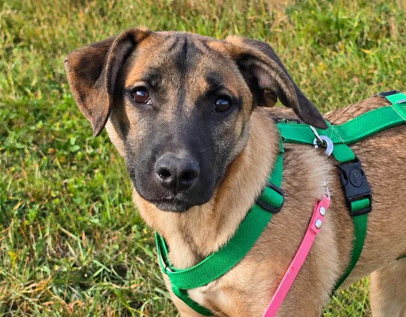 jonge pup adopteren