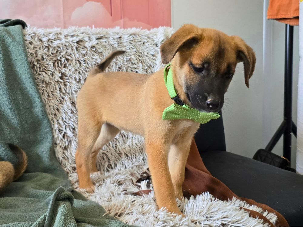 puppy adopteren