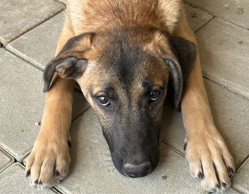 jonge pup adopteren