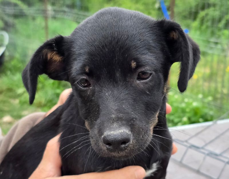 jonge pup adopteren