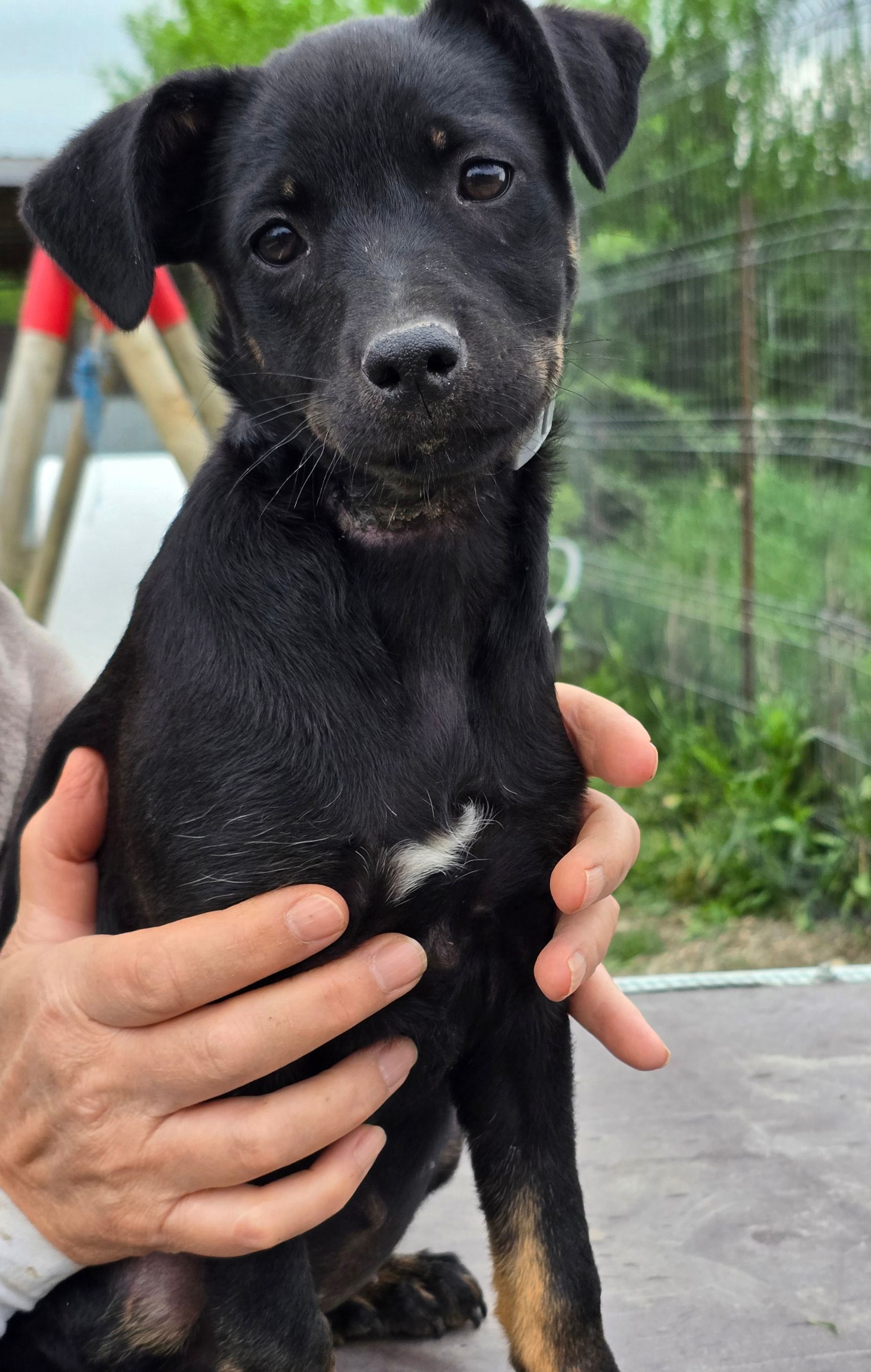 puppy adopteren