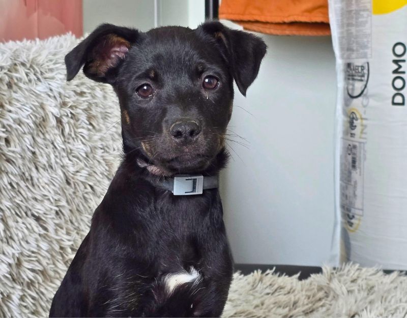 pup adopteren asiel roemenië