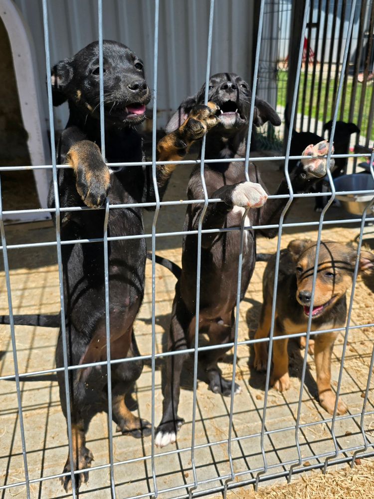 asiel puppy adopteren