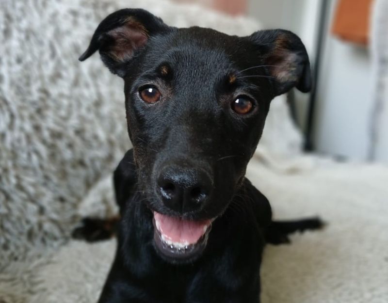 pup adopteren asiel roemenië