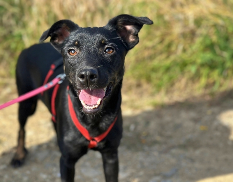 pup adopteren asiel roemenië