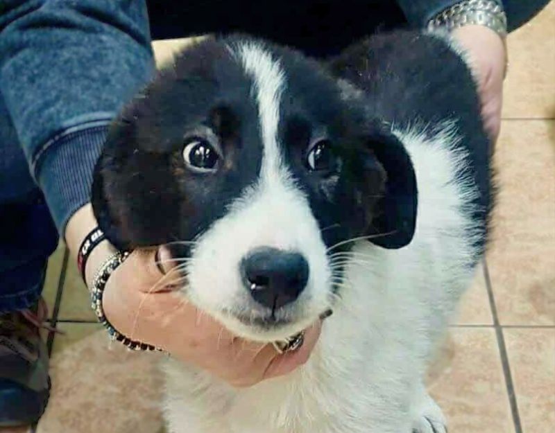 pup uit roemenie adopteren