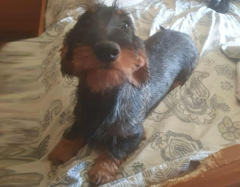 asiel jonge hond