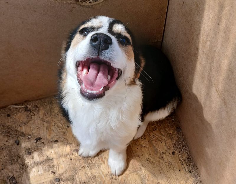 puppie adopteren