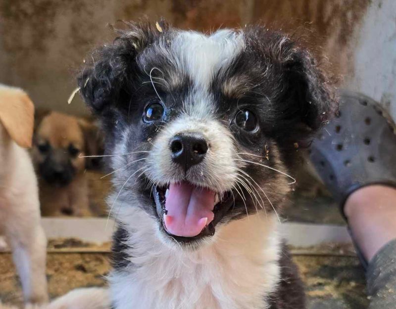 puppie adopteren