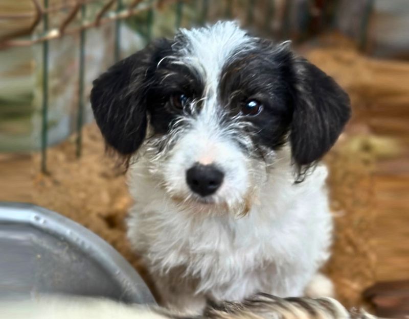 pupp uit roemenie adopteren