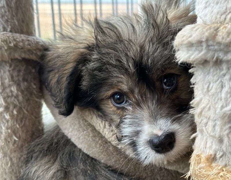 pup uit roemenie adopteren