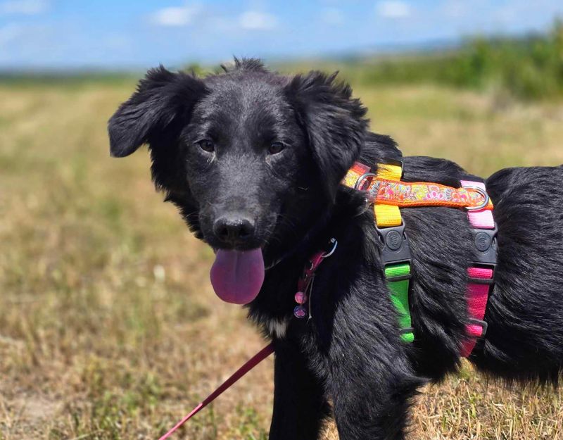 kleine hond in het asiel pup adopteren